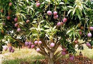 mudas frutiferas manga