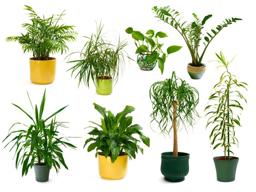 plantas ornamentais